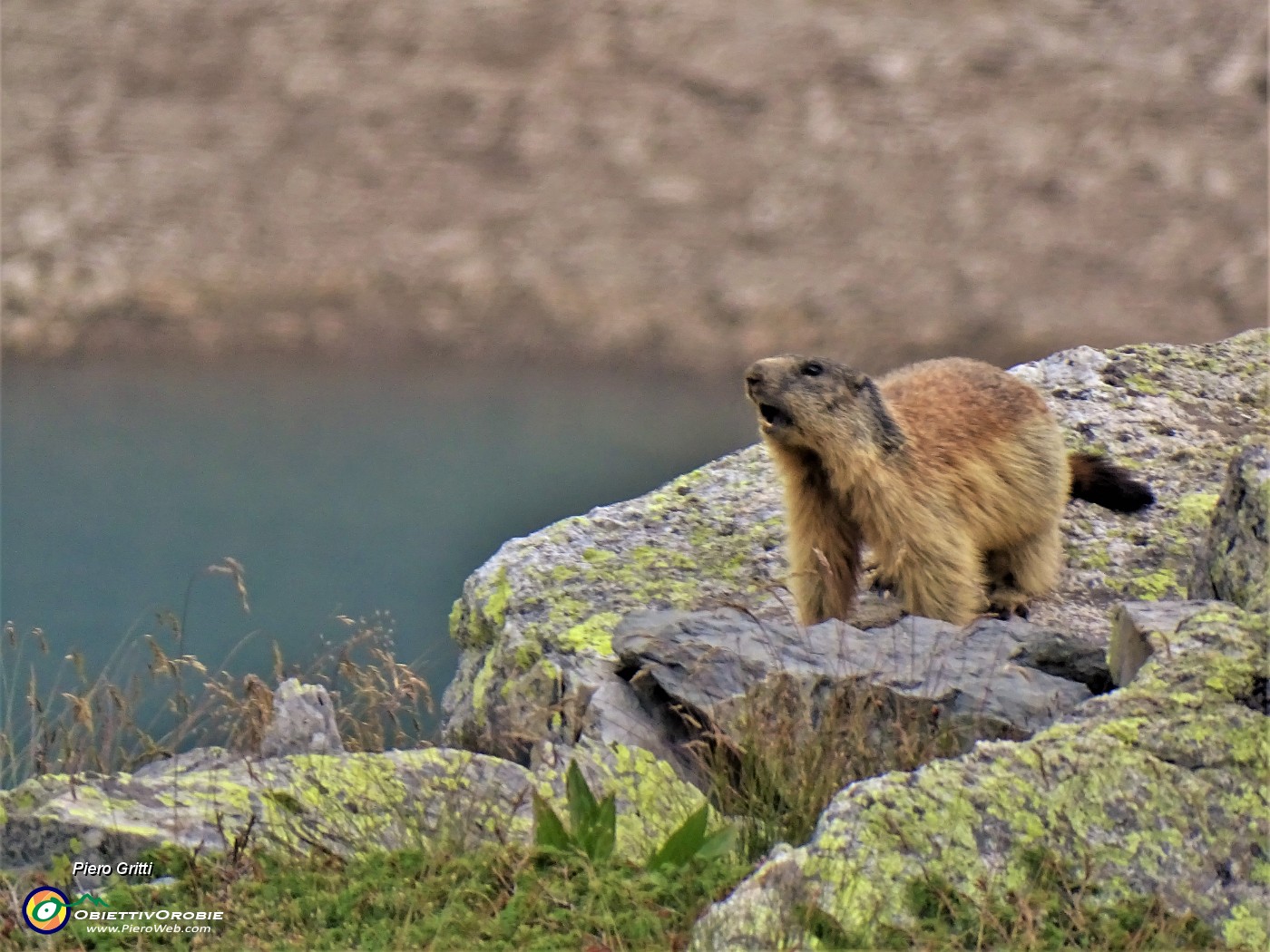 57 La marmotta si sente in pericolo,  fischia e rientra nella sua tana .JPG